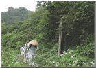 高野山町石道の画像
